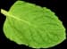 mint leaves 2