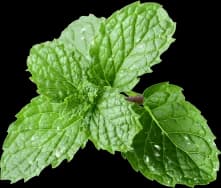 mint
